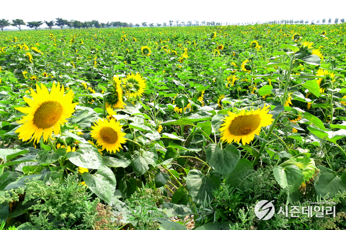 안산시청 제공