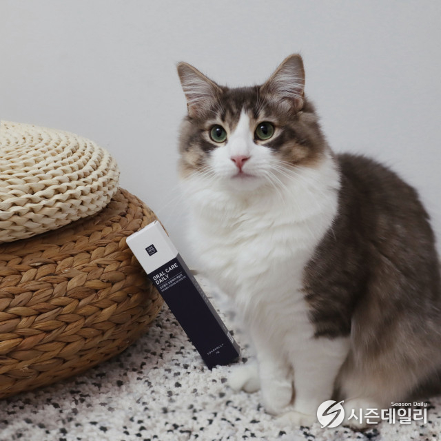 코코몰리 오랄케어 데일리 치약