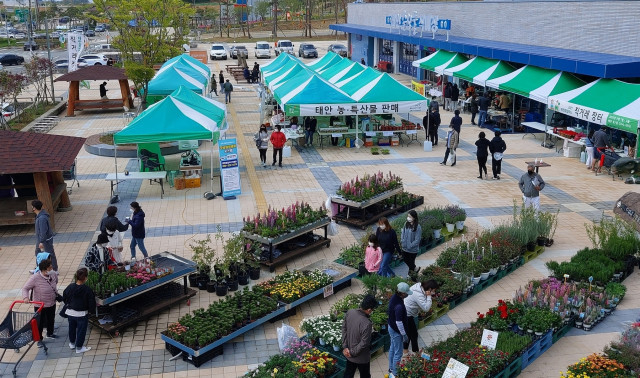 5월 초 태안로컬푸드직매장 앞에서 열린 직거래 장터, 충남연구원 농업6차산업센터는 5월 22일부터 10월 말까지 매 주말 태안로컬푸드직매장 앞 광장에서 충남 로컬페이스 지역사랑 장터를 개최한다