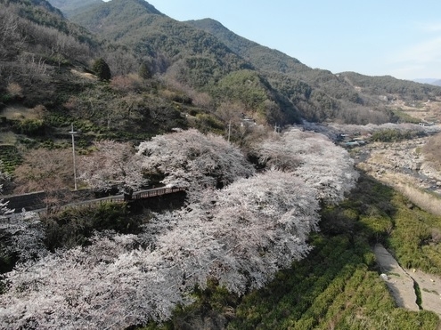 사진출처=하동군청